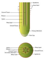 The primary root develops from a radicle and will become the taproot, which is the dominant root. 9 14 Roots Biology Libretexts