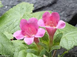 Image result for Asarina