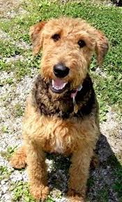 Have 5 beautiful pedigree airedale terrier puppies for sale. Airedale Terrier For Sale Ireland Pets Lovers