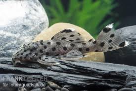 Umfangreiche informationen im forum und in der datenbank. Welsl 264 Weissspitzen Russelzahnwels Leporacanthicus Joselimai Tiere Zierfische