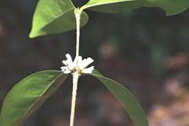 Image result for Maerua prittwitzii