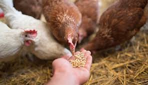 5 Important Things You Need To Know About Nutrition for Chickens