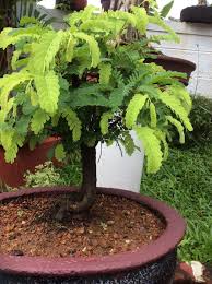 Tamarind bonsai , tamarindus indica bonsai , imli bonsai , amli bonsai. Learn Growing Tamarind Bonsai From Seeds Lifezshining