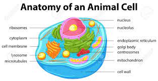 Maybe you would like to learn more about one of these? Animals Cell Diagram Brainly In