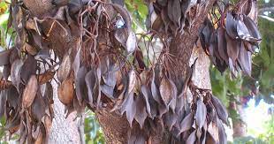 Stenocarpus Sinuatus Seed Pods Img 0731 Seed Pods Seeds Pods