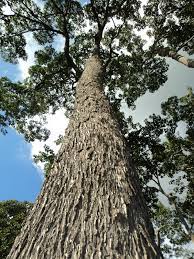 Check spelling or type a new query. Death Of Brazil Nut Trees In Production Concerns Researchers Portal Embrapa