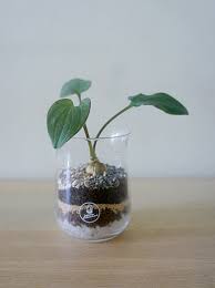 Image result for Drimiopsis