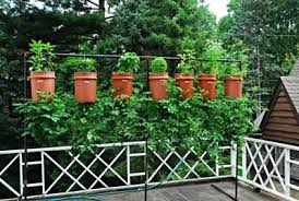 Growing Upside Down Tomatoes Hanging Tomato Plants Growing Tomato Plants Plants