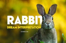 White rabbit symbolism is about love and luck, loyalty, and good relationships. Dream About Rabbit 9 Most Common Dreams About Rabbits And Their Meanings