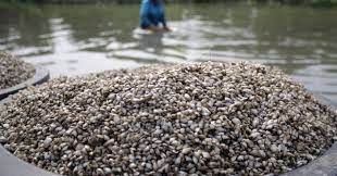 Tarif yang kami berikan pun sangatlah murah serta competitif di cuma dikisaran 6000 an, gilimanuk cuma 6500/kg. Mengupas Tuntas Asal Muasal Kupang