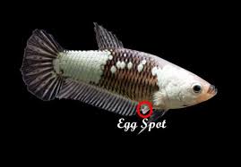 Some betta fishes will have long and flowing tails, which can be beautiful to look at. Male Vs Female Betta Differences And Determining Gender