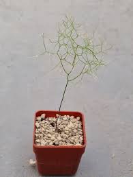 Image result for Schizobasis intricata