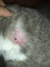 Some cats may bite after licking us as a warning sign so that we stop petting, others may bite as a sign of affection and cats might bite after a lick. Wound On My Cat S Neck Spider Bite Thecatsite