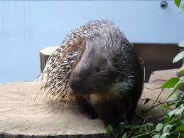 Online exotic pet stores near me. 10 Cheap Exotic Pets Pethelpful