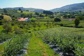 Plantatie de afine cu fonduri europene. Etapele Infiintarii Unei Ferme De Afini Natural Invest