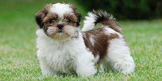 Shih Tzu Dogs Breed History And Health Overview