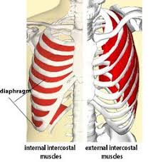 Intercostal Muscle Strain Physiopedia