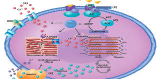 Image result for Calcium Channel Blocker