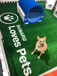 Pet adoption statistics and facts below can help you learn about the state of the animals we like to take on as companions. Subaru Hosts Event To Help Pets Find Homes During 2019