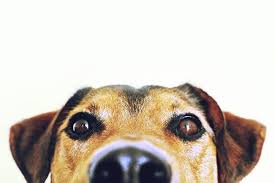 We did not find results for: Poopie Calls Denver Dog Waste Removal Service Poopie Calls