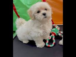 Morkiepoo akc maltese toy poodle yorkie mix. Maltese Puppies For Sale Houston Tx 07 2021