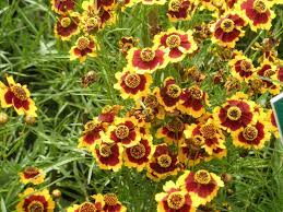 Plains Coreopsis Perennials Plants Flowers