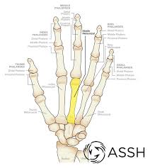 Hand And Finger Bones Kirkland Wa Evergreenhealth