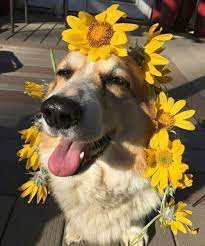 Or should we say adogable? Imagem De Dog Flowers And Yellow Sobachki Shenki Smeshnye Fotografii Zhivotnyh