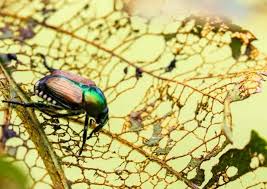 Simple methods to help keep beetles from damaging your landscape. How To Get Rid Of Japanese Beetles And Save Your Garden