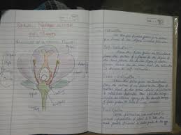 September 8, 2018 by rachna c leave a comment. What Is The Diff B W Self Pollination And Cross Pollination Describe The Process Of Double Brainly In