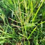 Image result for Digitaria velutina