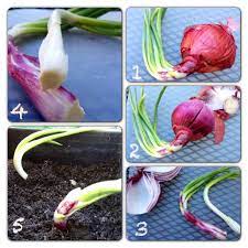 Red Onions How To Regrow Red Onions And Plant Onion Sets Planting Onions Grow Red Onion Regrow Celery