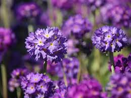 Ray is related to violet m primel and micah neal primel as well as 2 additional people. Kugel Primel Grandiflora Expertenwissen Zu Dieser Staude