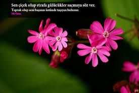 Renk ile ilgili güzel sözleri sizler için hazırladık bu sayfada. Cicek Ile Ilgili Anlamli Sozler Guzel Sozler 2021