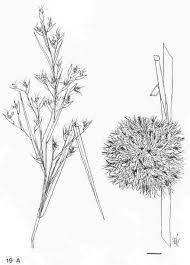 Image result for Hyparrhenia anamesa