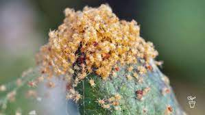 Depending on the genus, the egg sag can be h. Controlling Spider Mite Fact Sheets Gardening Australia Gardening Australia