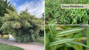 Image result for Pleioblastus fortunei