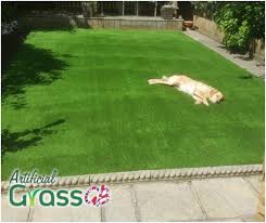 Although dogs are man's best friend, unfortunately they may not be your lawns best friend. Artificial Grass A Pets Playground