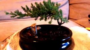 Even in late winter, early spring and fall,. How To Care For A Sick Or Dying Juniper Bonsai Tree Bonsai Tree Gardener