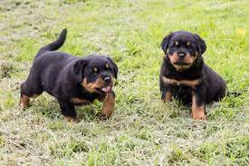 These adorable pups are available for adoption in houston, texas. Rottweiler Puppies For Sale Houston Tx 211678