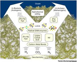 Just put it in the bin and it will go through xray. Carbon Metal Bonds Rare And Primordial In Metabolism Trends In Biochemical Sciences