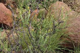 Image result for Pegolettia senegalensis