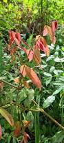Image result for Landolphia ligustrifolia