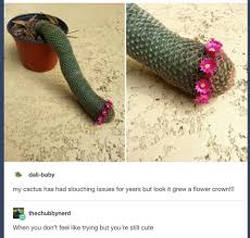 Flower Crown Cactus Funny Memes Memes Tumblr Funny