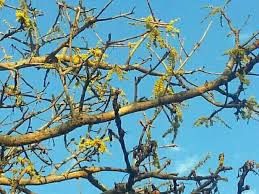 Image result for Lannea discolor