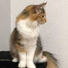 In addition to both being large breeds of cat, they both have long beautiful fur, a strikingly unique appearance, and silky coats. Norwegian Forest Cats Norwegian Forest Cat For Sale Norwegian Forest Kittens