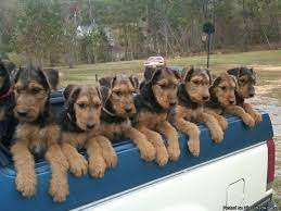 Interested in finding out more about the airedale terrier? Airedale Terrier Breeders Bc Pets Lovers