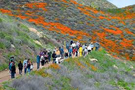 Disneyland Size Crowds Creating Crisis At Poppy Bloom In Small Southern California Town