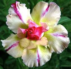 Pin On Flowers Adenium