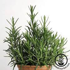 Rosemary Herb Seeds Non Gmo Heirloom Culinary Herbal Garden Seeds Rosemary Herb Herb Seeds Growing Rosemary